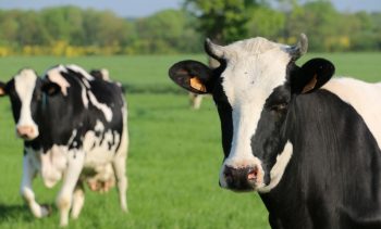 En Bretagne, des vaches « bas carbone » pour ménager la planète