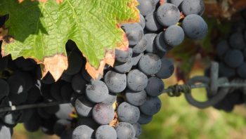 Des barreaux aux vignes: jour de vendanges pour des détenus de l’Yonne