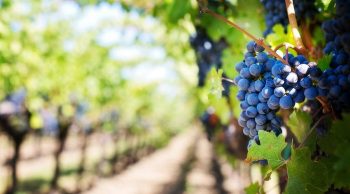 Dans les vignes de Bourgogne, les gendarmes traquent les voleurs de raisin