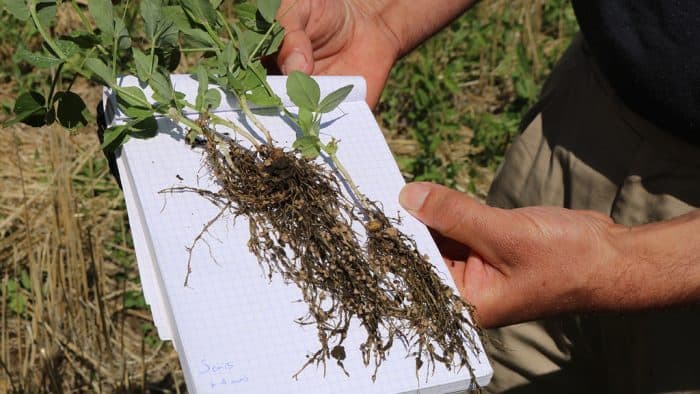 santé sols développement nodosités plant pois fourrager 1 mois après semis