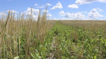 Des sols sains pour des aliments sains