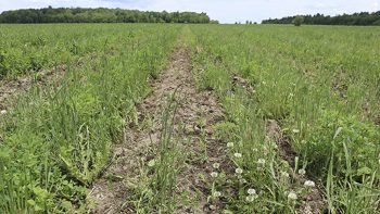 Couverts végétaux: choisir les plantes à incorporer à sa rotation