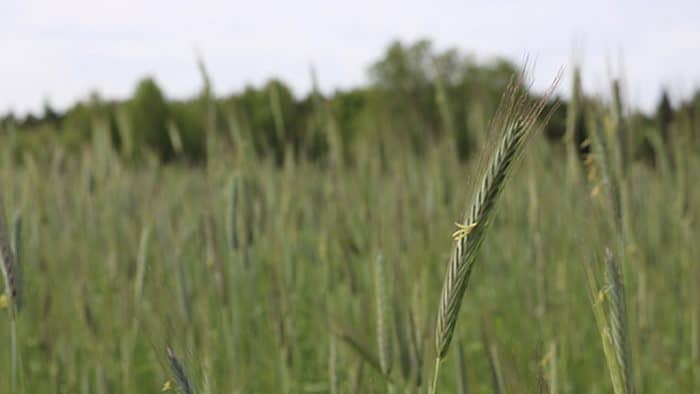 Canada, seigle survit hiver capable reprendre croissance printemps couverture sols - couverts végétaux