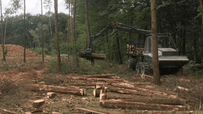 coupe bois foret française scolyte catastrophe