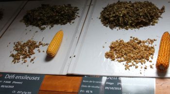 Comparatif de variétés de maïs : l’impact sur la qualité de l’éclatement des grains