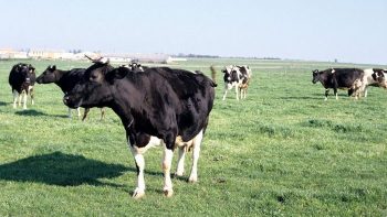 Lubrizol: les vaches de retour dans les prés