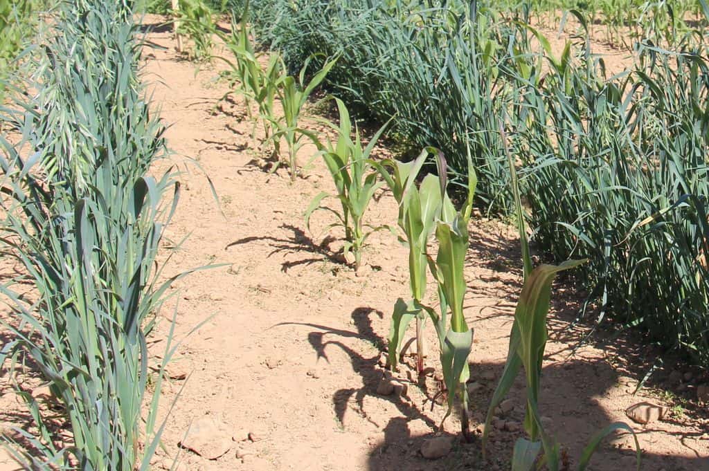 Maïs cultivé avec de l'avoine en plante compagne