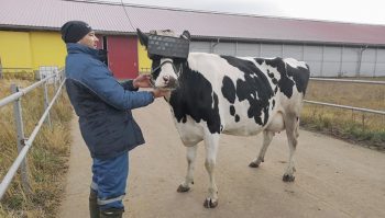 Réalité virtuelle et bien-être des vaches