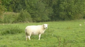 Des prairies naturelles « valorisables »