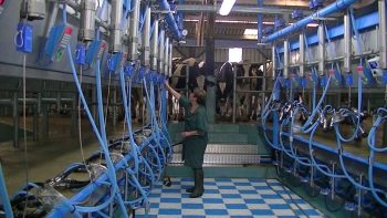 Des producteurs laitiers néerlandais à la rescousse ?