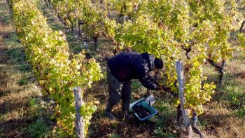 Plus de 250000 saisonniers travaillent dans l’agriculture