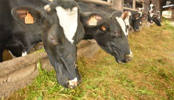 Des chercheurs pourraient avoir identifié l’origine de la maladie de la vache folle