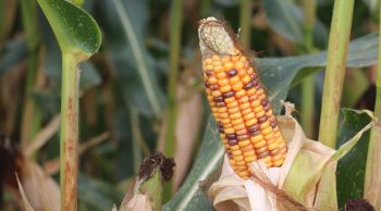 Des rendements de maïs affectés par la sécheresse estivale