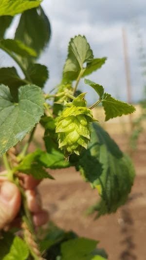 Découvrir la culture du houblon.