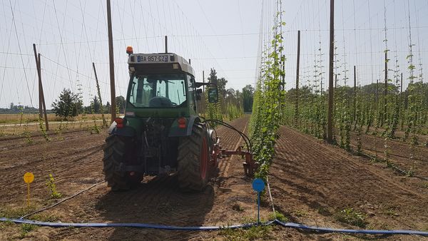 Montrer que la culture du houblon est mécanisée.