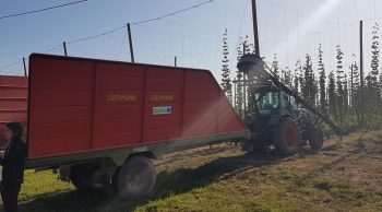 Houblon : “la première récolte s’est arrachée!”