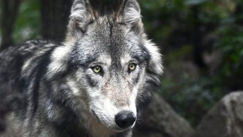Après la Charente-Maritime, un loup identifié en Charente, premier depuis près d’un siècle