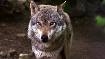 Loups: cinq nouvelles « zones de présence permanentes » d’après l’office de la biodiversité