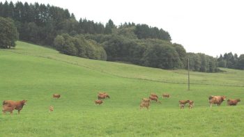 Bovins : la viande moins bien lotie que le lait