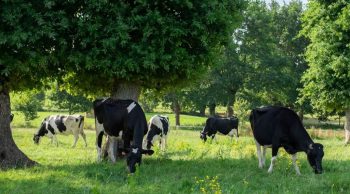 L’adaptation climatique à la sauce du bon-sens paysan