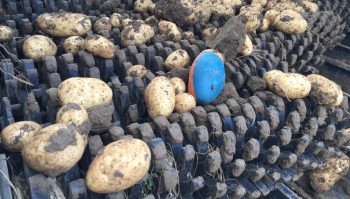 [Photo mystère] Pomme de terre ou alien?