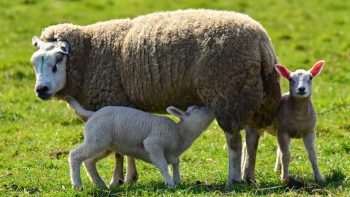 Les agneaux de Pâques restent en vie
