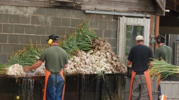 210 000 candidats saisonniers pour le secteur agricole