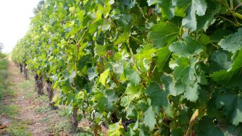 Les petits vignerons au bord du gouffre