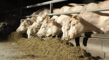 Crise sanitaire: La demande de viande ne déconfine pas le revenu des éleveurs