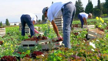 Travail aux champs: 900 missions pour 300.000 candidats