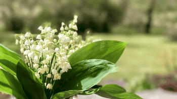 Muguet et confinement: pas d’exception pour le 1er mai, les professionnels mécontents