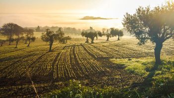 Coronavirus, sécheresse… Le dur printemps des agriculteurs italiens