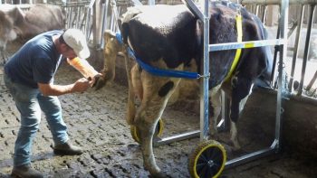 Avec les animaux, l’habitude est dangereuse