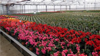 Pour aider ses horticulteurs, le Loiret achète leur production