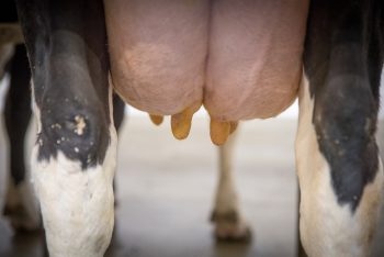Contrôle laitier: moins d’élevages, mais plus gros