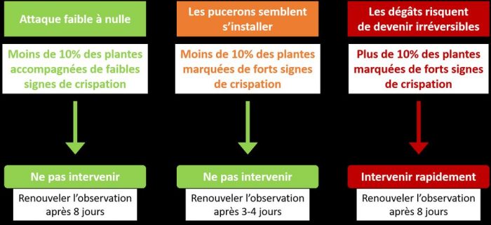 pucerons sur tournesol à surveiller