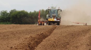 La lutte contre les sangliers lâchée dans les campagnes