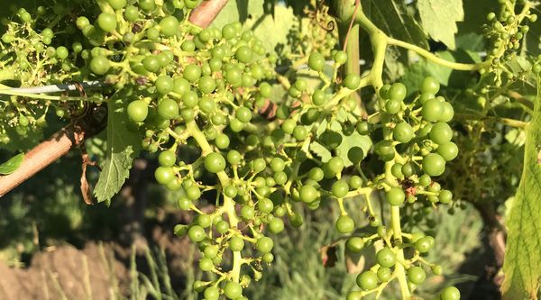 Décrire la croissance d'une grappe de raisin. 