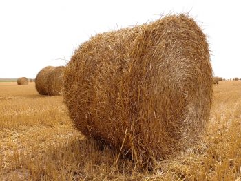 En quête de paille en 2020