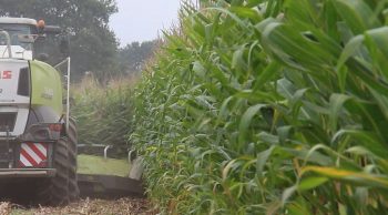 Presque un millier d’hectares dans son année, l’ensileuse au taquet