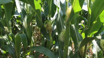 Date de récolte: L’ensilage est en avance sur les temps de passage