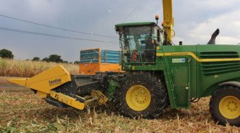 L’ensilage d’épis s’installe confortablement