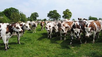 Une « Terre de lait » où il fera bon vivre