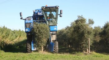 Vendanger les olives