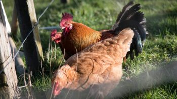 Vers un retour de l’influenza aviaire en France ?