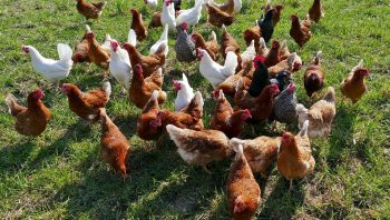 Retour de la grippe aviaire : des aviculteurs aux aguets