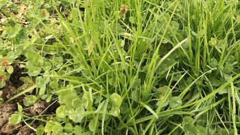 Soins intensifs pour prairies fatiguées