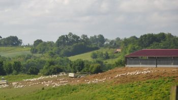 La grippe aviaire ravage les élevages du Sud-Ouest