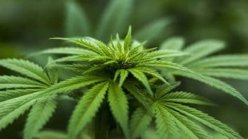 Et si demain vous produisiez du cannabis?