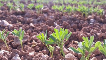 Semis, rotation, désherbage : comment se lancer dans la lentille ?